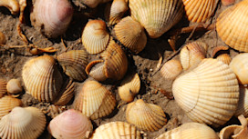 Bardsea Beach