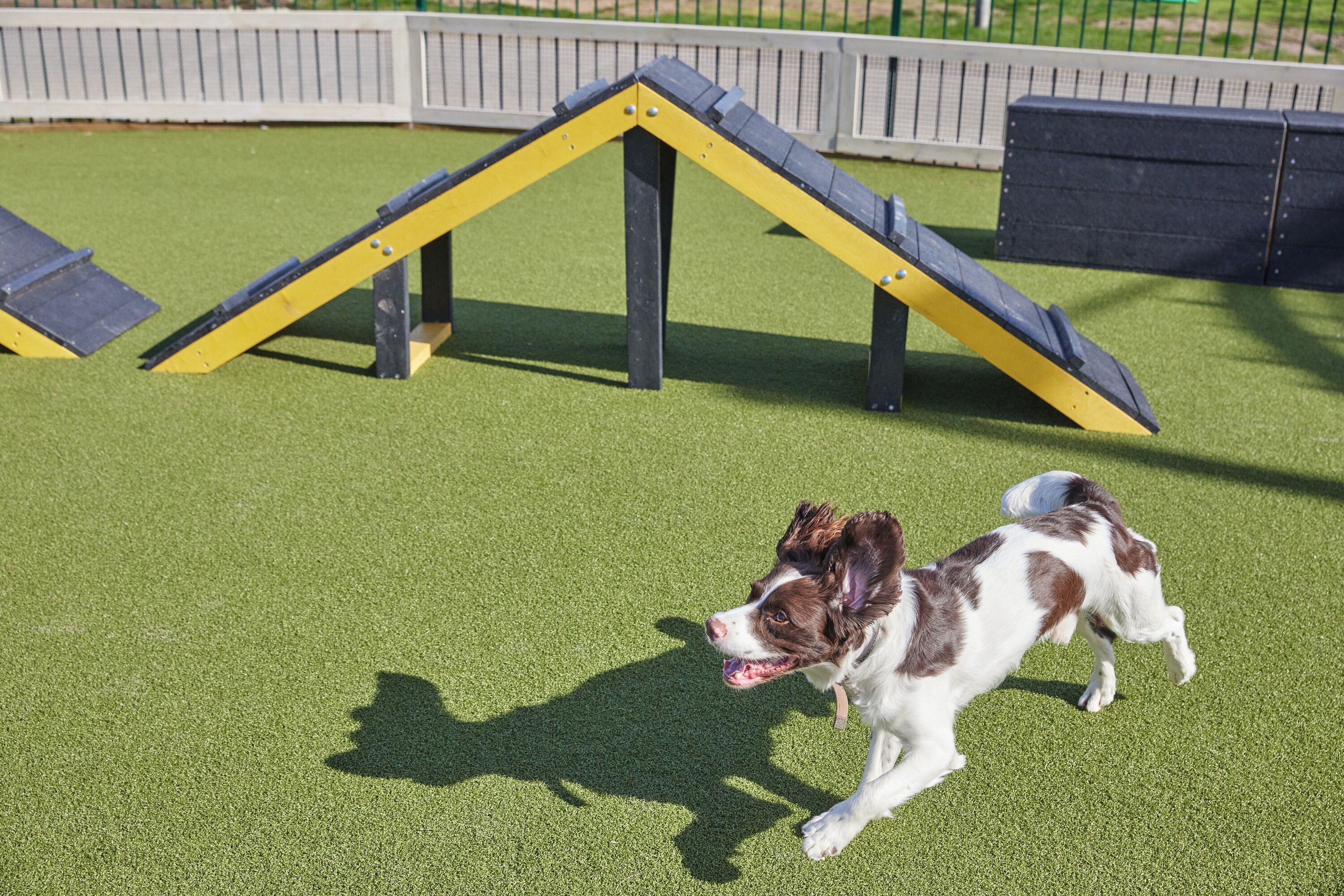 Several have asked to see our DIY dog obstacle course so here it