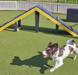 Bark Yards at Haven holiday parks