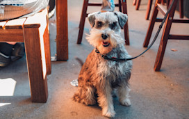 A happy dog in a beer garden