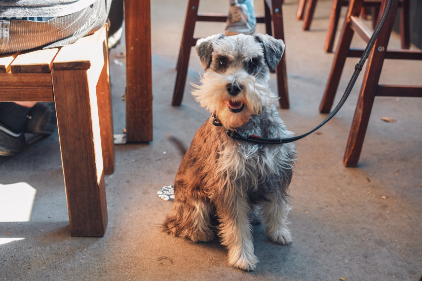 Dog-friendly Aberaeron pubs and restaurants 