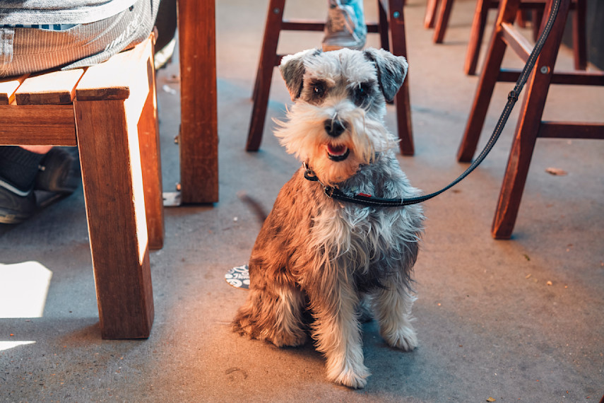 Dog-friendly Aberaeron pubs and restaurants 