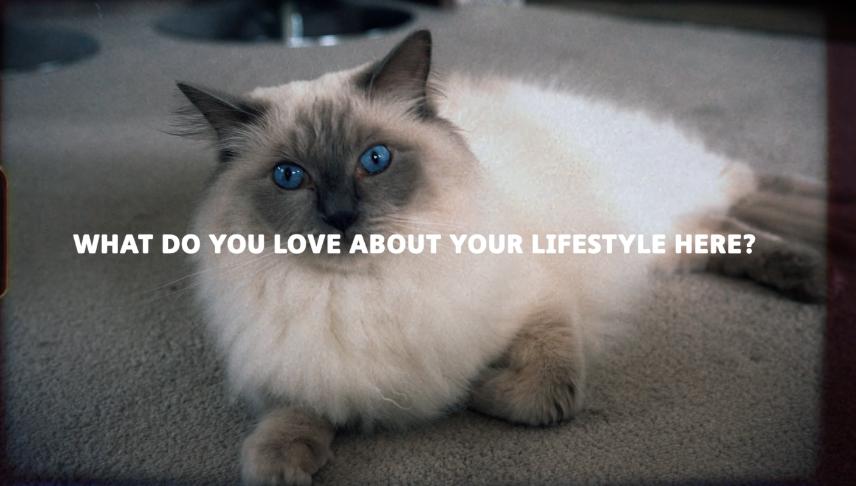 Text overlaid on an image of a cat asks what do you love about your lifestyle here?