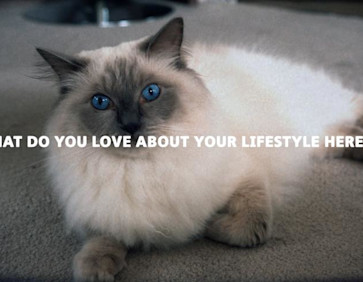 Text overlaid on an image of a cat asks what do you love about your lifestyle here?