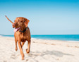 Dog-friendly beaches