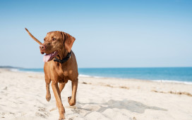 Dog on beach, Essex