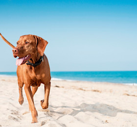 Dog-friendly beaches