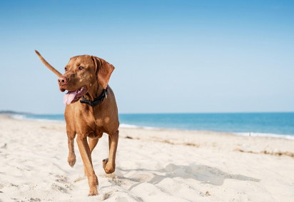 Best Dog Friendly Beaches in UK