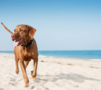 Dog friendly beaches in Essex