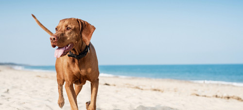 Dog on beach, Essex