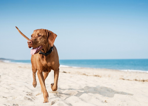 Dog friendly beaches in Norfolk
