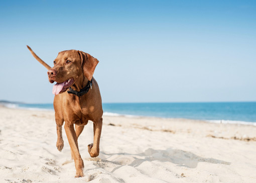 Dog friendly beaches in Essex