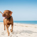 Dog friendly beaches in Norfolk