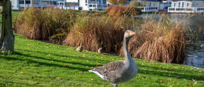 Wild Duck Holiday Park, Norfolk