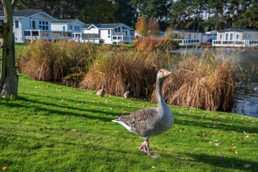 Wild Duck Holiday Park, Norfolk