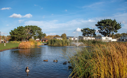 Wild Duck, Near Great Yarmouth