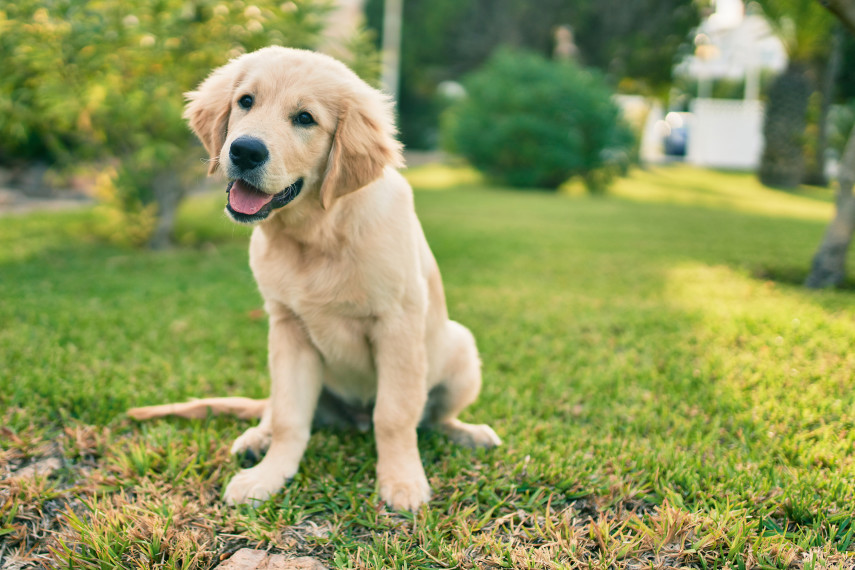 3. The Golden Retriever Experience 