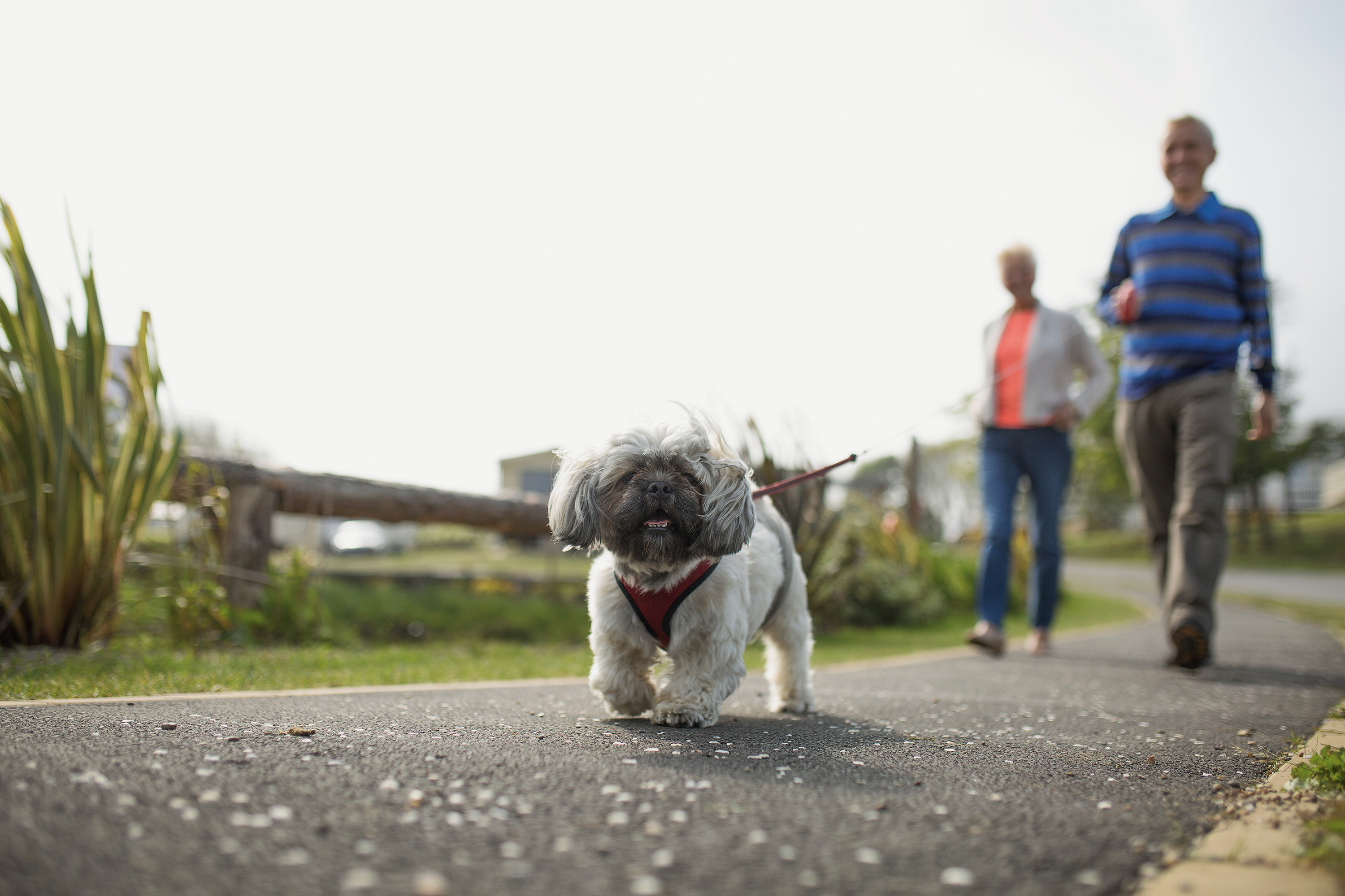 Yorkshire breaks hot sale with dogs