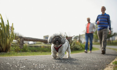 Dog Friendly Holidays in Yorkshire