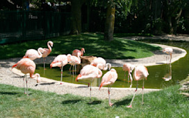 Drusillas Park in Alfriston, Sussex