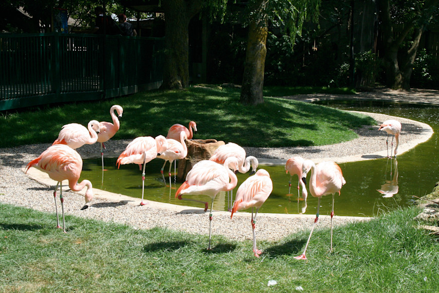 Drusillas Park, Alfriston