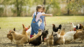 Two little girl feeding chickens on a farm