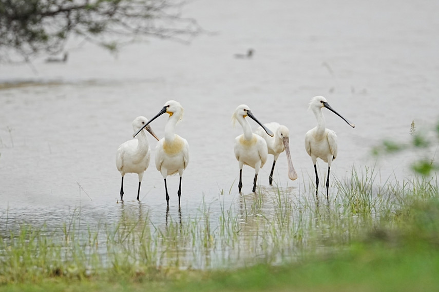 Filey Dams Nature Reserve