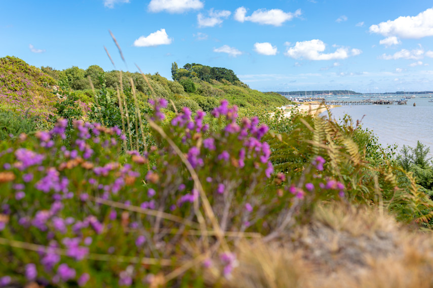 4. Visit Ham Common Nature Reserve