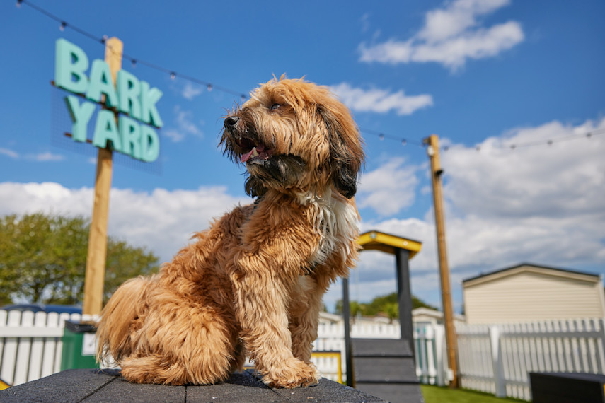 Bring your dog for less: we’re pet friendly!