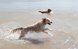 Dog Friendly Holidays in Essex