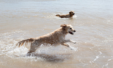 Dog Friendly Holidays in Essex