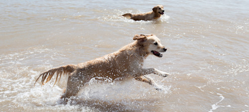 Dog Friendly Holidays in Essex
