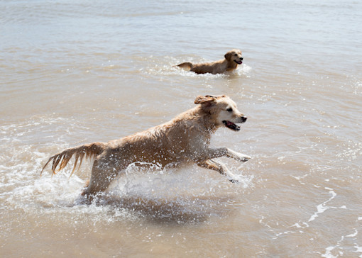 Dog-friendly things to do in Essex