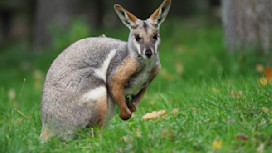 Pettitts Animal Adventure Park