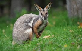Pettitts Animal Adventure Park