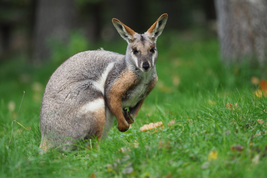 7. Meet some rare animals at Tropiquaria Wildlife Park, Doniford Bay