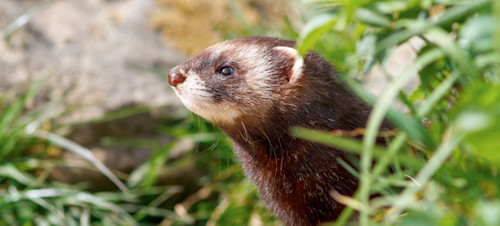 A close up of a polecat