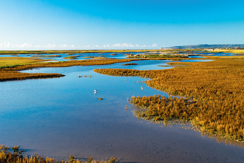 Rye Harbour Nature Reserve