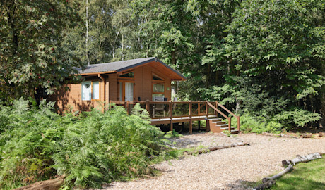 A lodge nestled in woodland at Wild duck Holiday Park in Norfolk.