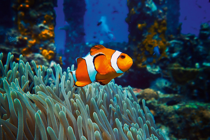 2. Skegness Aquarium