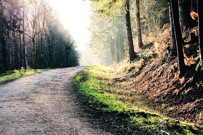 3. Haldon Forest Park