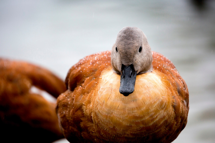 2. Pensthorpe Natural Park  