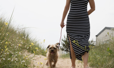 Dog Friendly Holidays in Norfolk