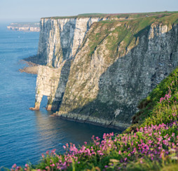 Bempton Cliffs
