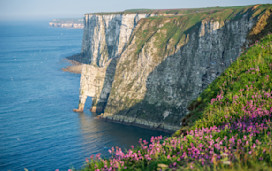 Bempton Cliffs