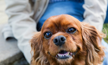 Dog Friendly Holidays in the Lake District