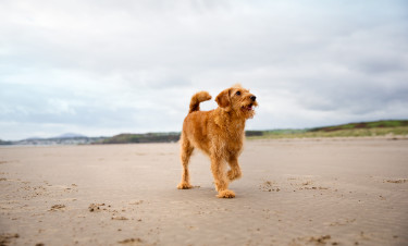 Dog Friendly Holidays in South Wales