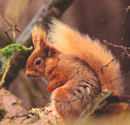 Brownsea Island Dorset, Poole