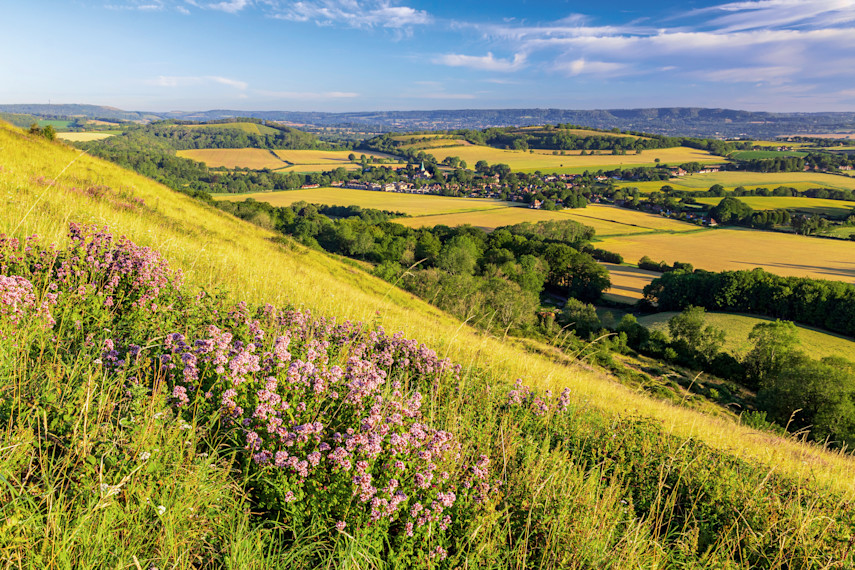 Harting Down Circular Walk