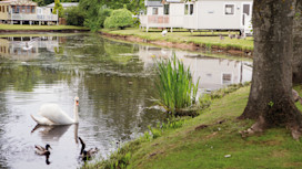 Swans on one of the seven lakes